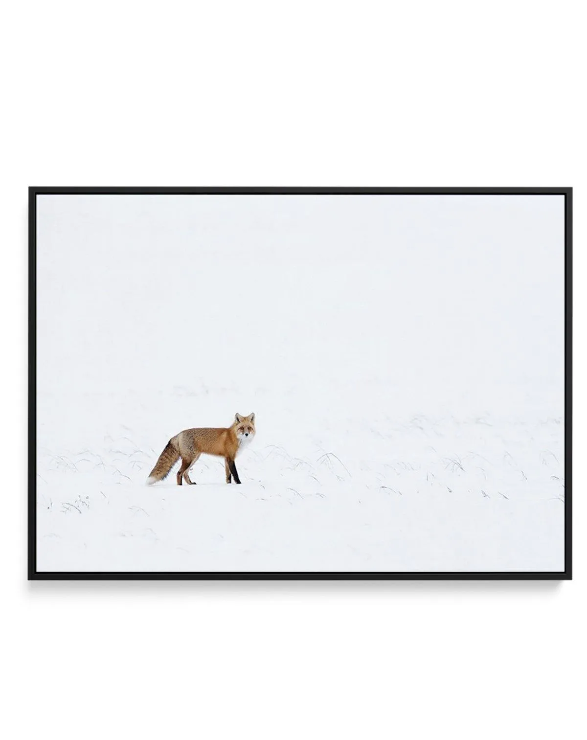 Arctic Fox | LS | Framed Canvas