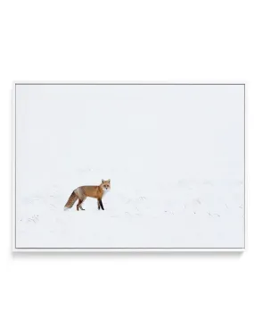 Arctic Fox | LS | Framed Canvas