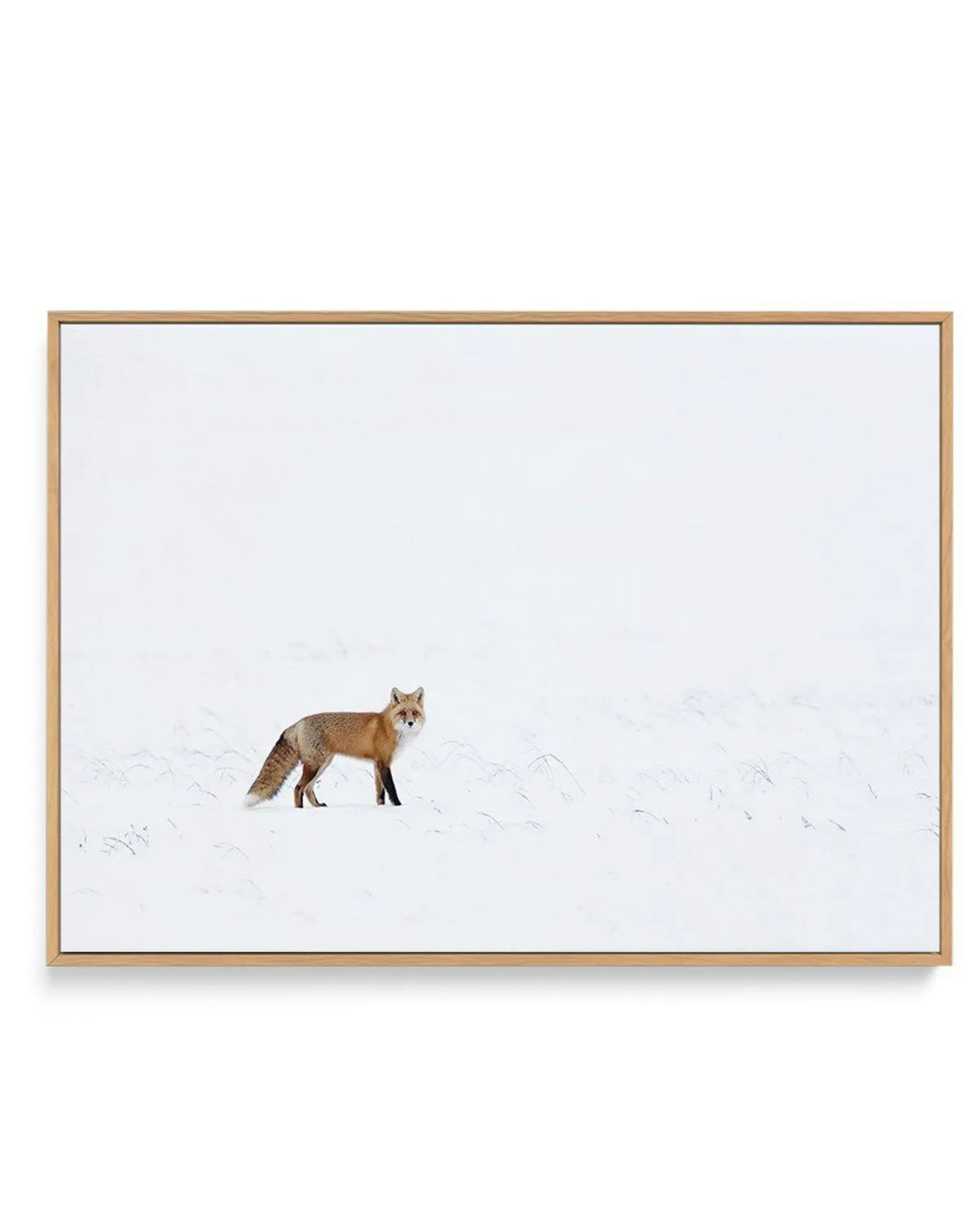 Arctic Fox | LS | Framed Canvas