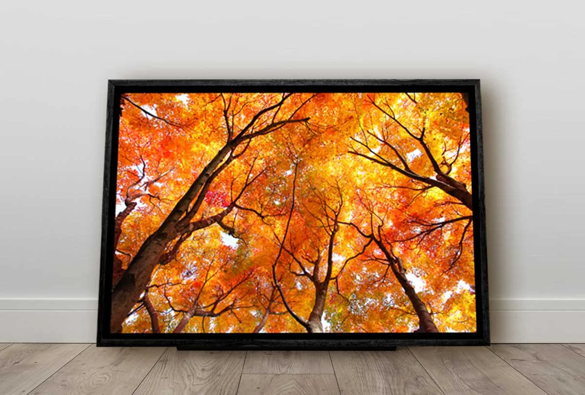 Autumn Trees from Below | Canvas Wall Art Print