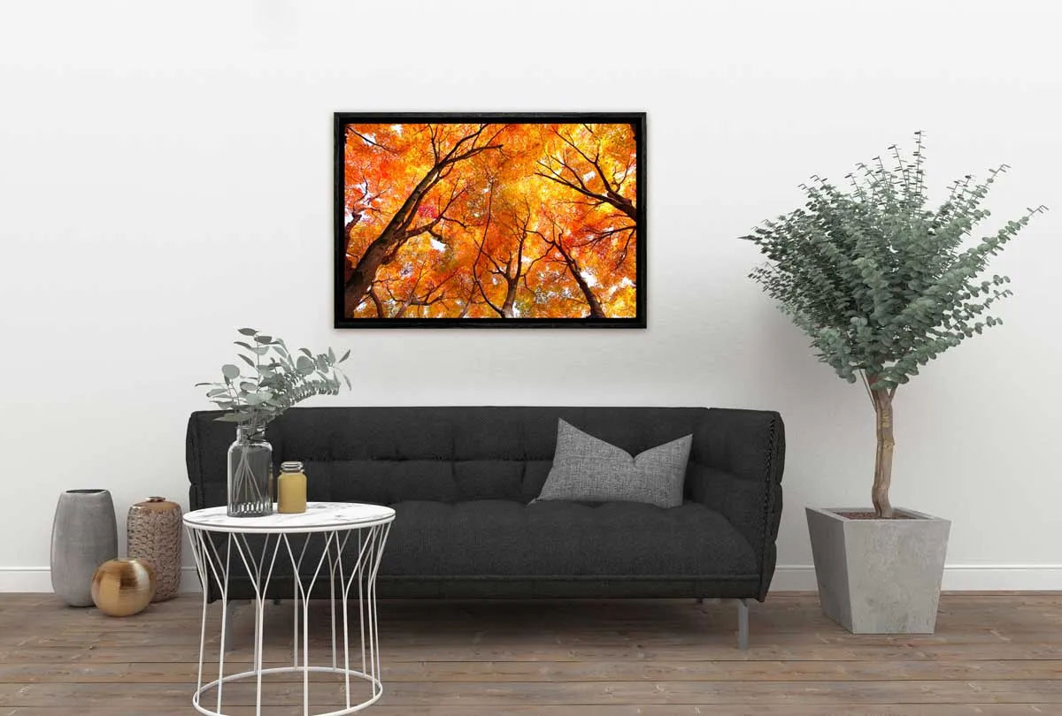 Autumn Trees from Below | Canvas Wall Art Print