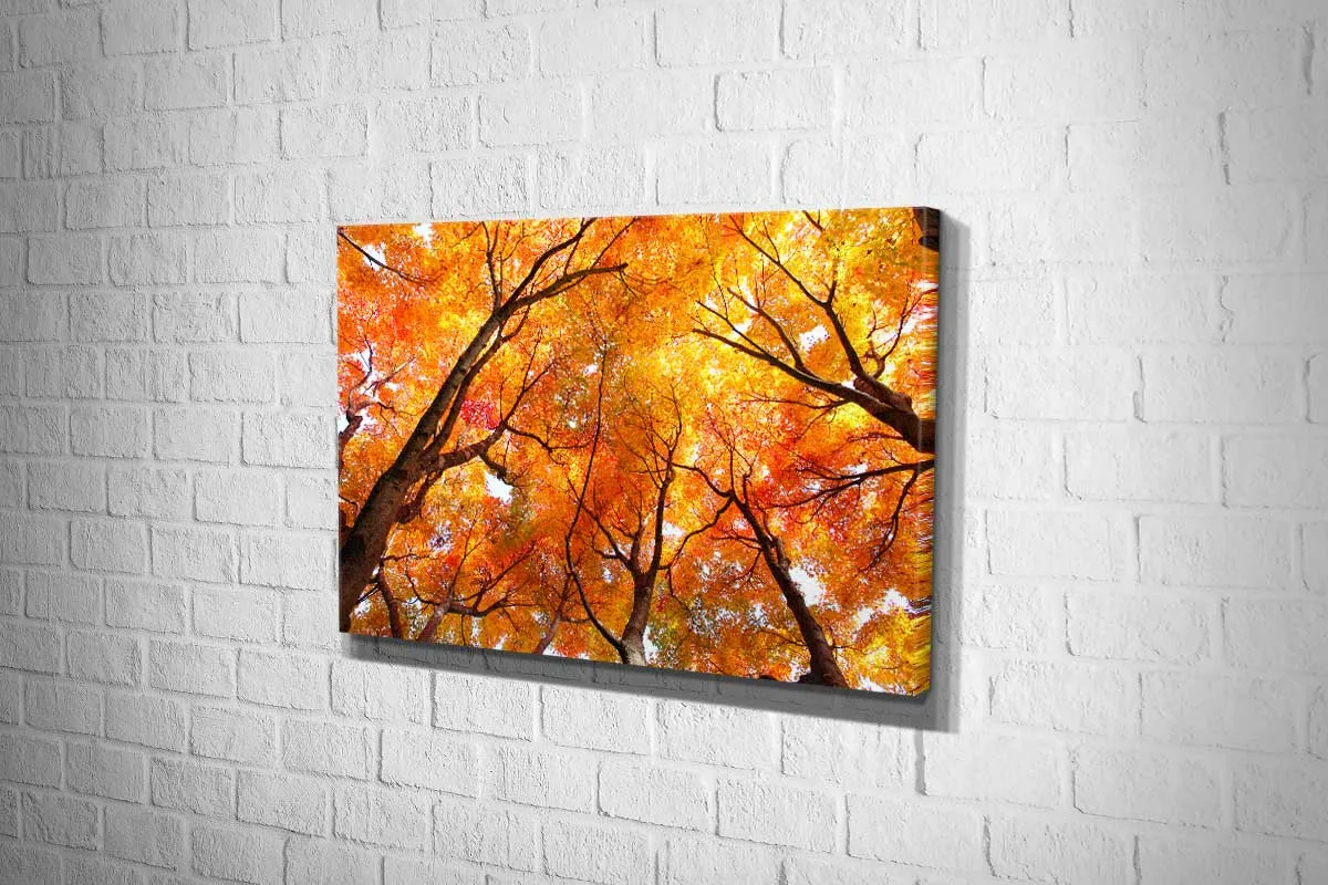 Autumn Trees from Below | Canvas Wall Art Print