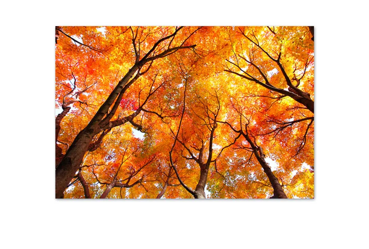 Autumn Trees from Below | Canvas Wall Art Print