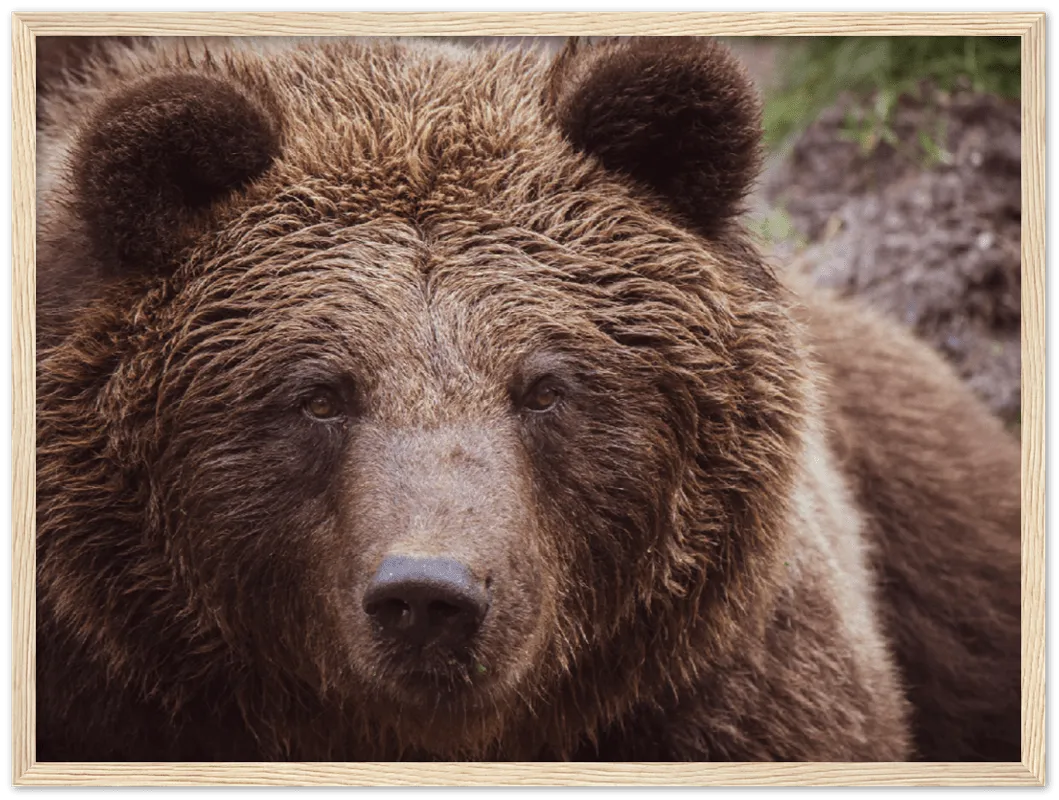 Brown Bear - Print