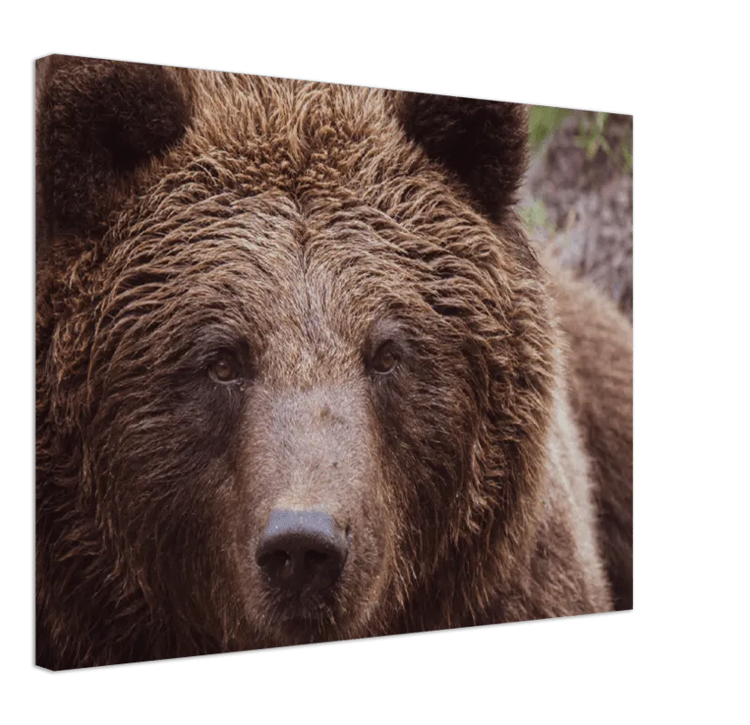 Brown Bear - Print