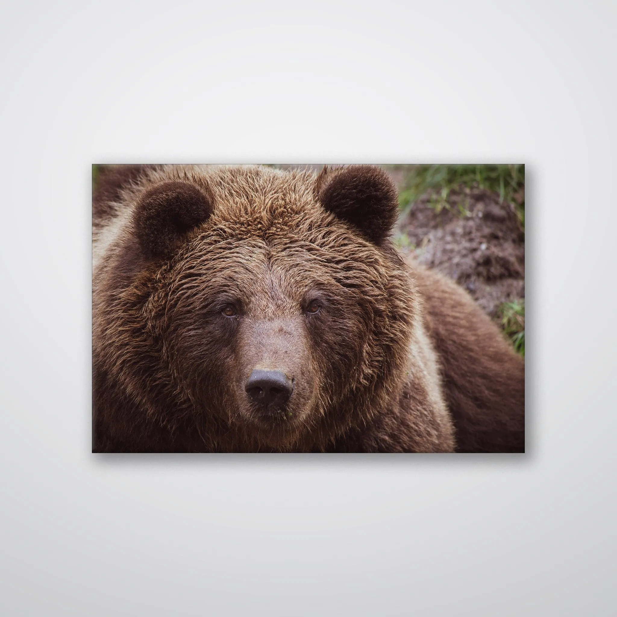 Brown Bear - Print