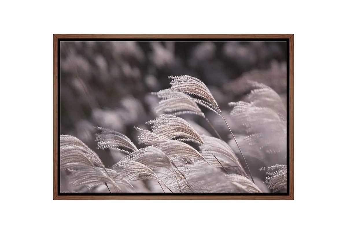 Japanese Pampas Grass | Canvas Wall Art Print