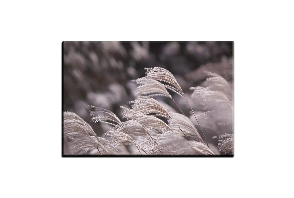 Japanese Pampas Grass | Canvas Wall Art Print