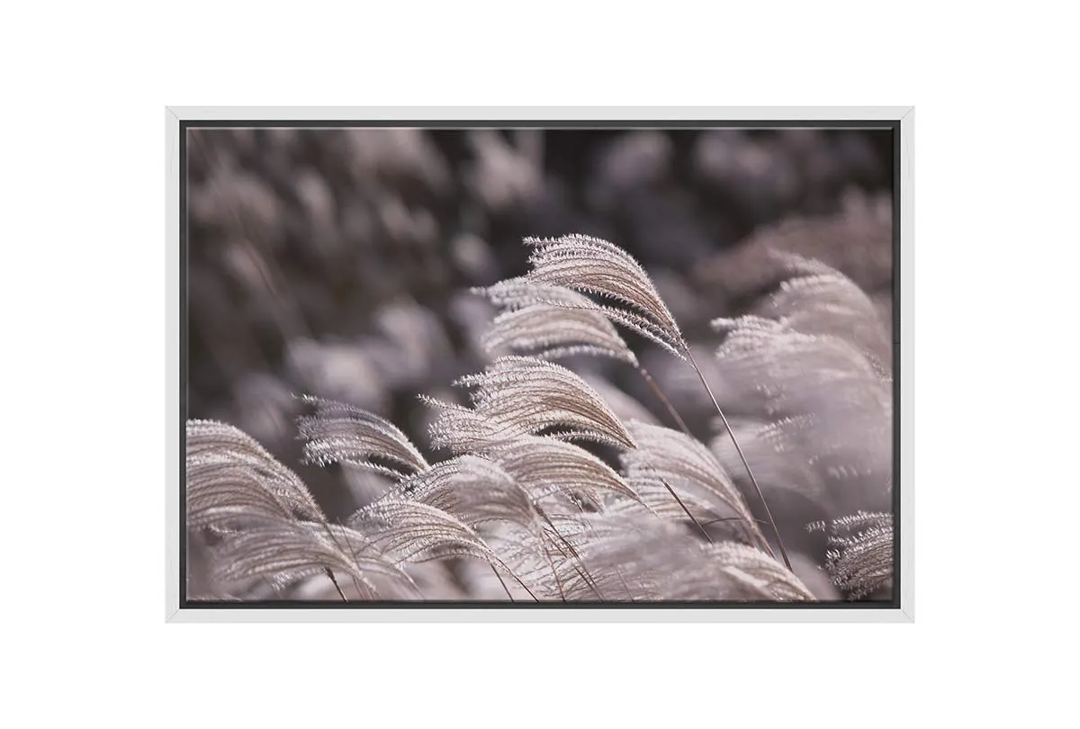 Japanese Pampas Grass | Canvas Wall Art Print