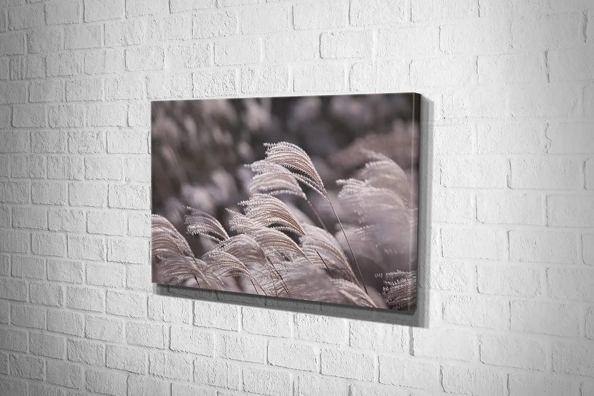 Japanese Pampas Grass | Canvas Wall Art Print